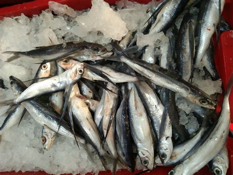 flying fish|Yummy vs Frozen Flying Fish .